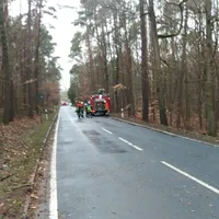 baum3.jpg