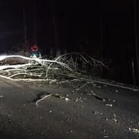baum2.jpg