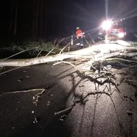 baum1.jpg