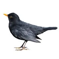 amsel.png