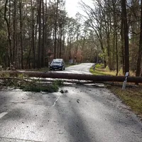 baum.jpg